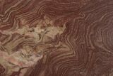 Polished, Neoproterozoic Stromatolite (Conophyton) - Morocco #350935-1